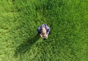 drone operator, drone pilot, field, aerial view, quadrocopter, technology, drone operator, drone operator, drone pilot, drone pilot, drone pilot, drone pilot, drone pilot