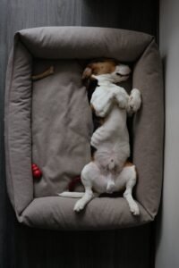 A beagle dog sleeping on its back in a comfortable dog bed indoors.