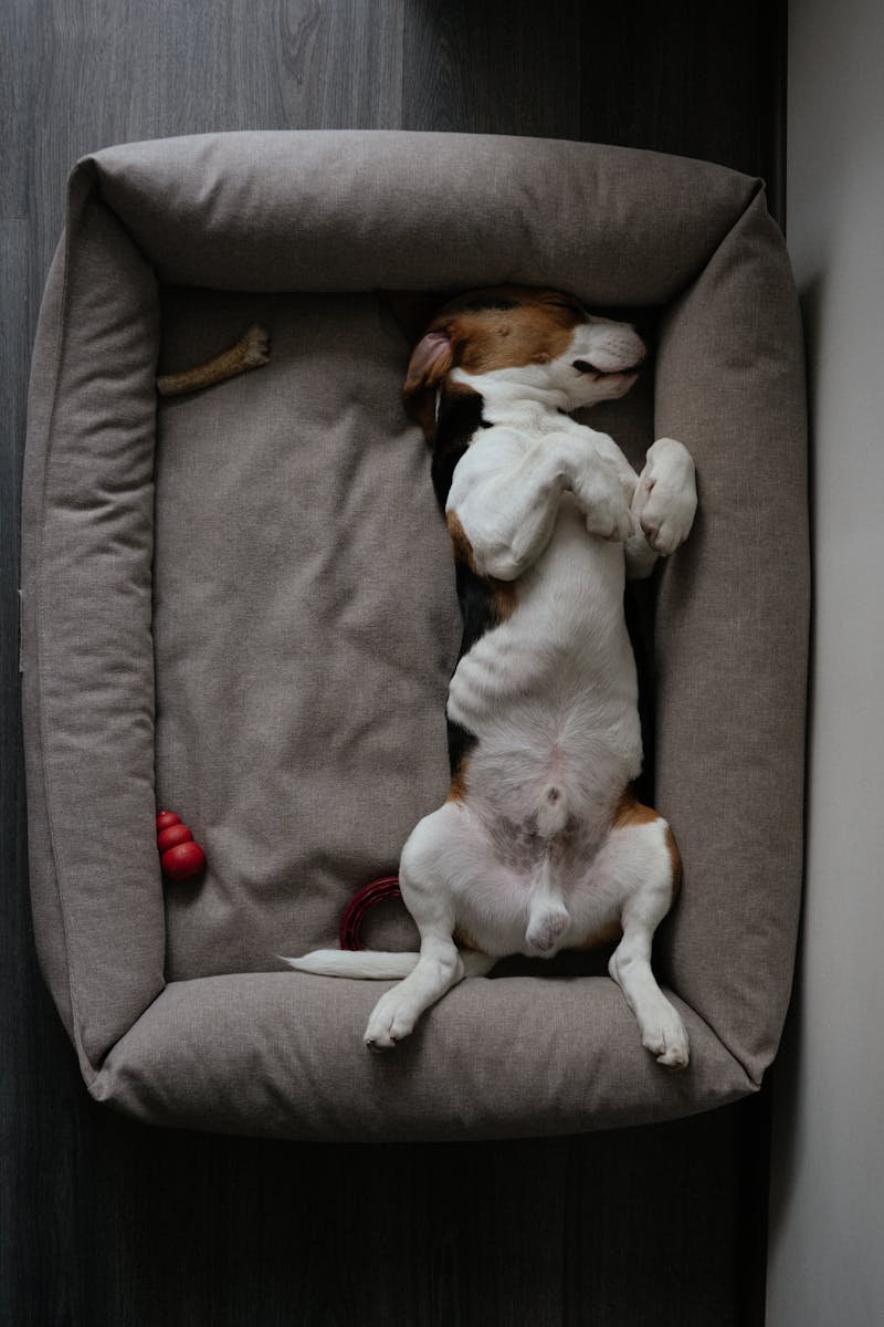 A beagle dog sleeping on its back in a comfortable dog bed indoors.