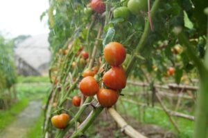 tomatoes, vines, raining, produce, harvest, organic, agriculture, farming, plantation, tomato plantation, fresh tomatoes, fresh, vegetables, farm, plantation, tomato plantation, tomato plantation, tomato plantation, tomato plantation, tomato plantation